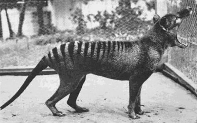 Benjamin, maca tasmania terakhir, di kebun binatang Beaumaris pada tahun 1933